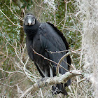 Black Vulture