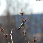 Blue Tit