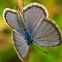 Hanno Blue