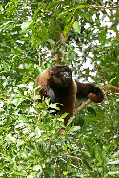 Spotting Image 1