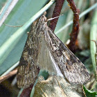 Lucerne moth
