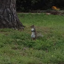 Grey squirrel