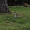 Grey squirrel