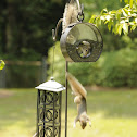 Eastern Gray Squirrels