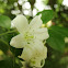 कामिनी Orange Jessamine