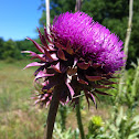 Nodding or Musk Thistle