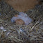 American Kestrel