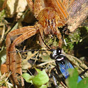 Tarantula Hawk Wasp (female)