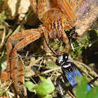 Tarantula Hawk Wasp (female)