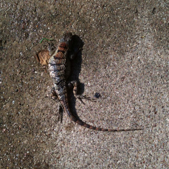 Spotting Image 1