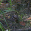northern frog