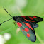 Five-spot burnet, Kraśnik pięcioplamek