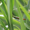 uncertain grasshopper