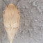 Lappet moth