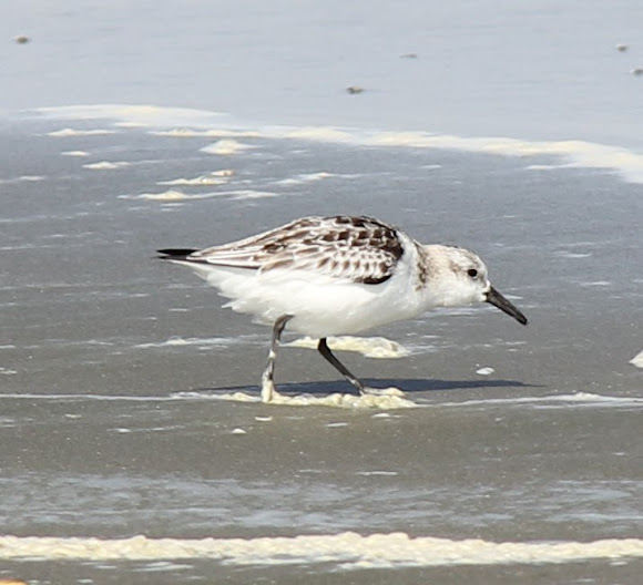 Spotting Image 1