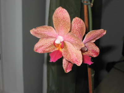 orkidea%20ja%20sny%20001.jpg