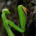 Praying Mantis