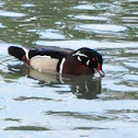 Wood Duck
