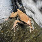 Northern Stony Creek Frog