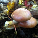 Naematoloma sublateritium (brick tops)