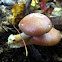 Naematoloma sublateritium (brick tops)