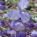 Japanese Wisteria
