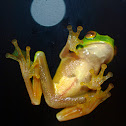 Dainty Green Tree Frog