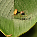 Long-jawed spiders