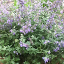 Catmint