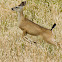 White-Tailed Deer
