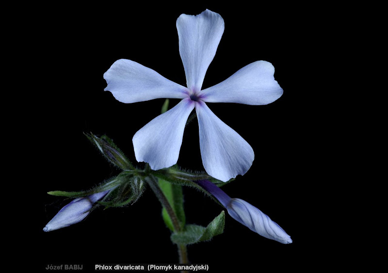 Phlox divaricata flower - Płomyk kanadyjski kwiat