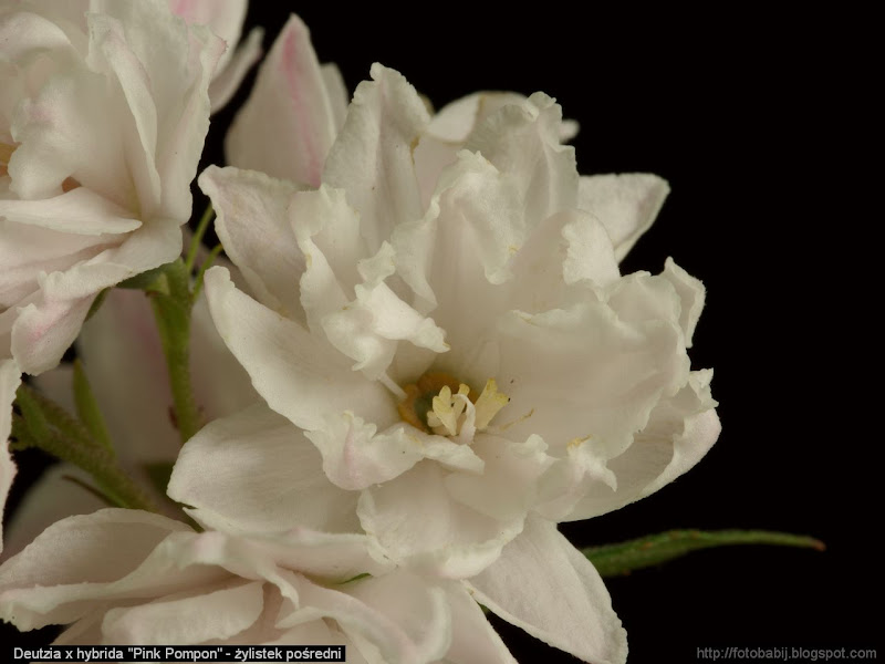 Deutzia x hybrida 'Pink Pompon' flowers - Żylistek pośredni kwiaty 