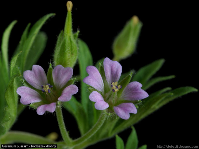 Geranium pusillum flowers  - Bodziszek drobny kwiaty