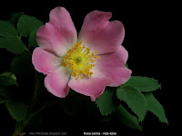 Rosa canina flower - Róża dzika kwiat 