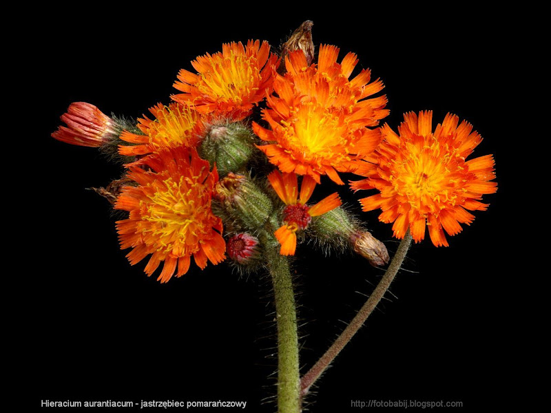 Hieracium aurantiacum inflorescence - Jastrzębiec pomarańczowy kwiatostan 