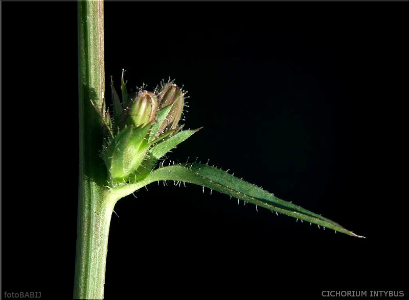Cichorium intybus flower buds    - Cykoria podróżnik  pąki kwiatowe 