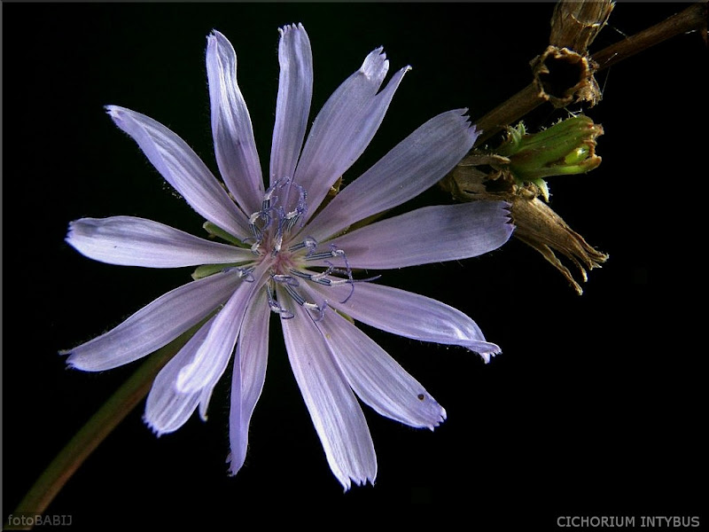 Cichorium intybus flower - Cykoria podróżnik kwiat 
