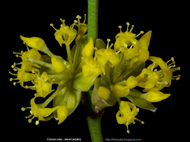 Cornus mas flower - Dereń jadalny kwiat