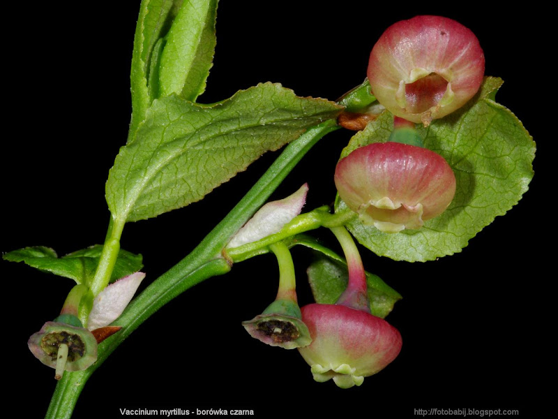 Vaccinium myrtillus flower - Borówka czarna kwiaty