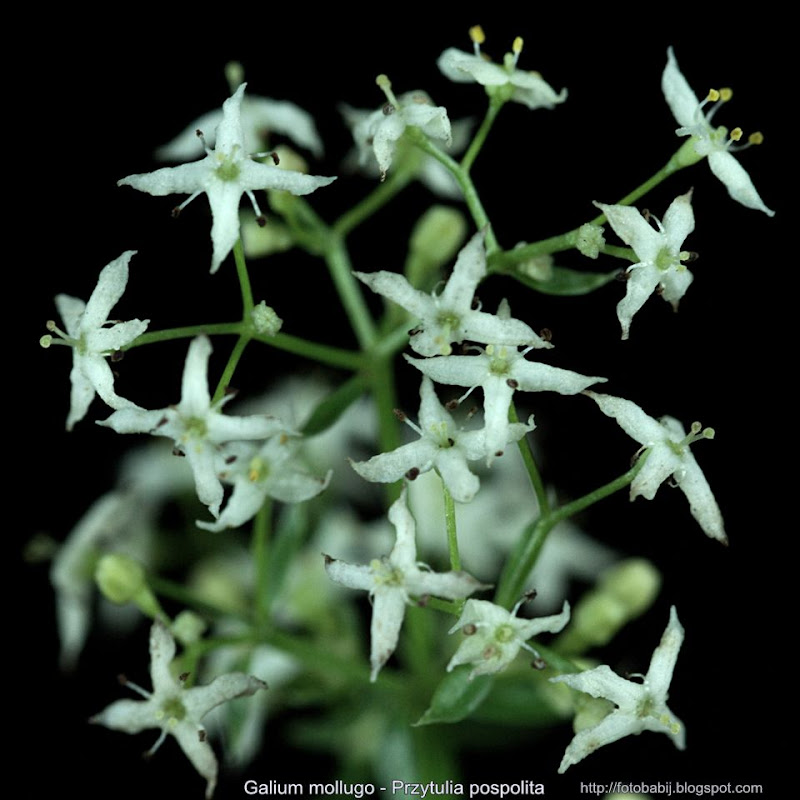 Galium mollugo flowers - Przytulia pospolita kwiaty