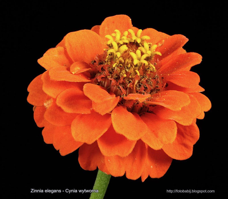Zinnia elegans flower - Cynia wytworna kwiat