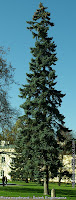 Picea engelmannii - Świerk Engelmanna pokrój