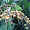 Fish tail palm?