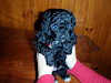 Excelentes Cachorros Caniche Toy Muy Hermoso
