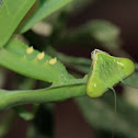 Giant African Mantis Nymph