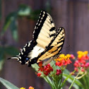 Eastern Tiger Swallow-Tail