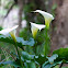 Calla Lily