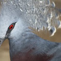 Victoria Crowned Pigeon