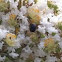 Carpenter bee