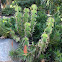 Dragon Fish Bone Succulent